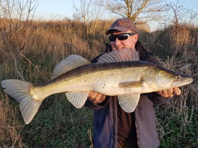 Zander