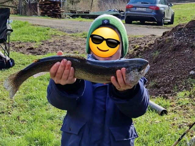 Regenbogenforelle