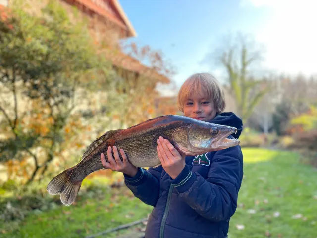 Zander