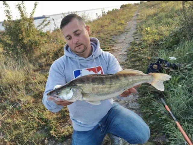 Zander