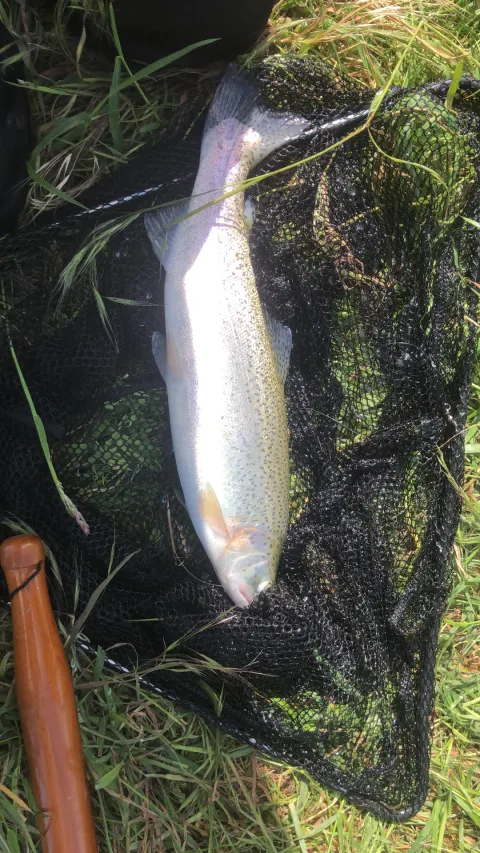 Regenbogenforelle