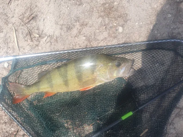 Flussbarsch