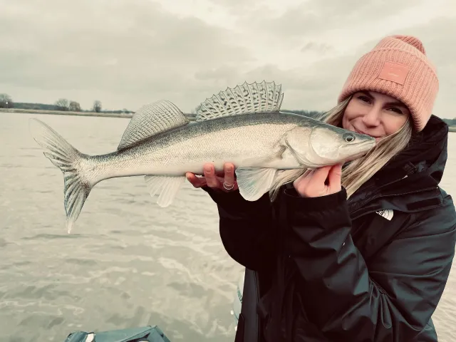 Zander