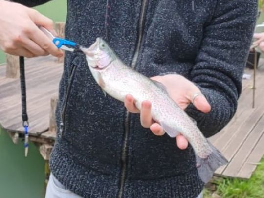 Regenbogenforelle