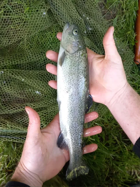 Regenbogenforelle
