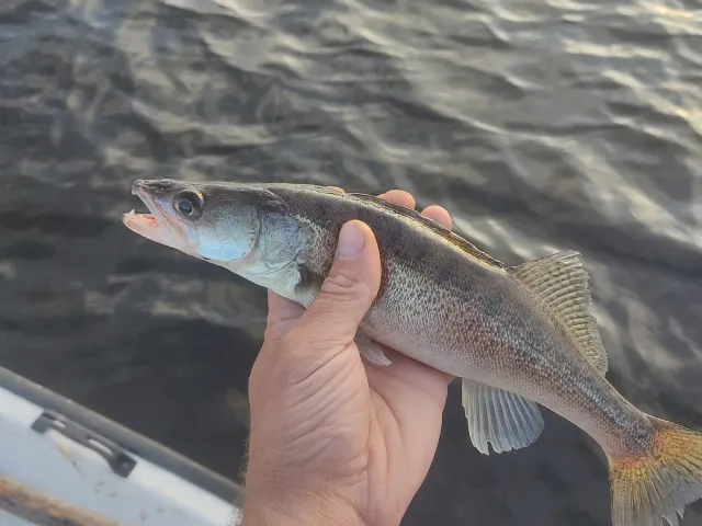 Zander