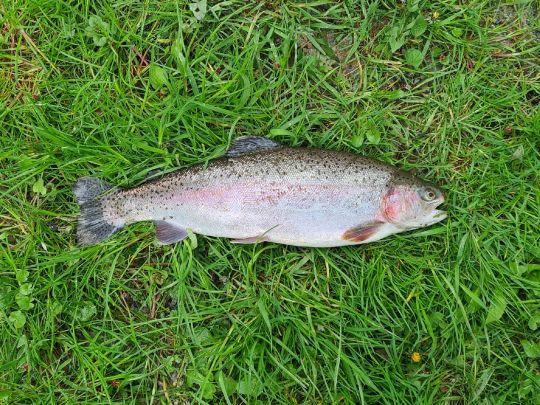 Regenbogenforelle