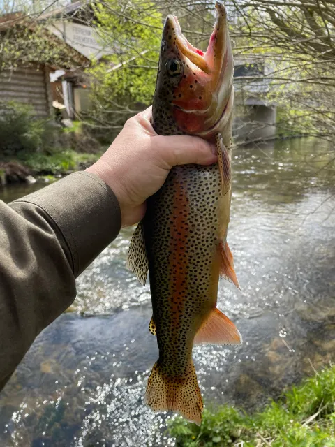 Regenbogenforelle