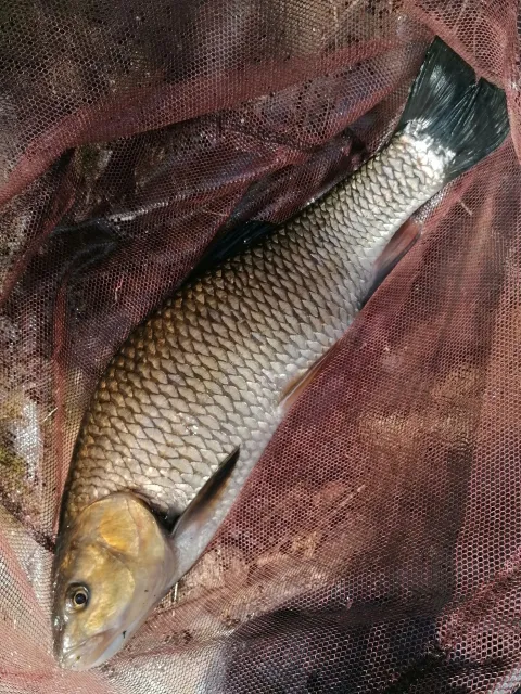 Döbel