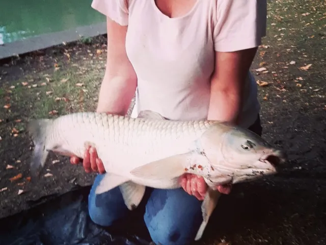 Graskarpfen