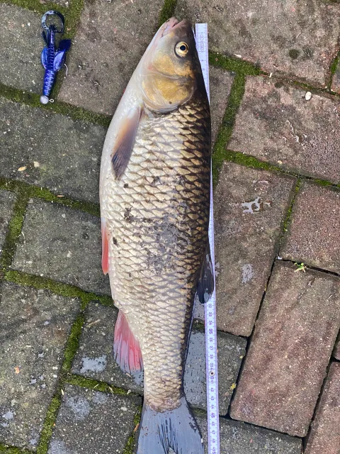 Döbel
