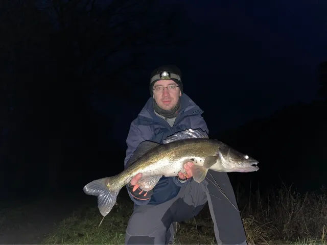 Zander