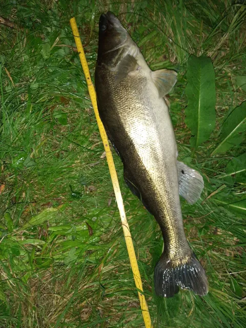 Zander
