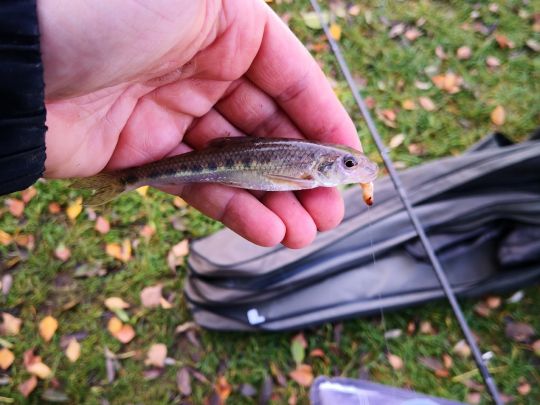 Donaustromgründling