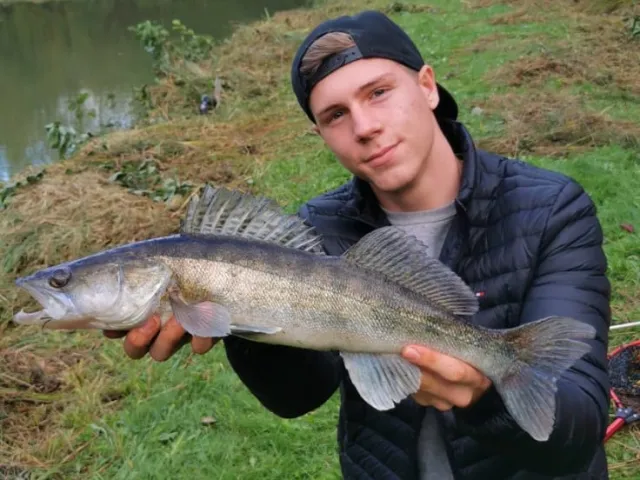Zander