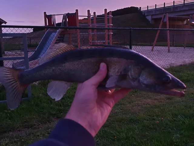 Zander