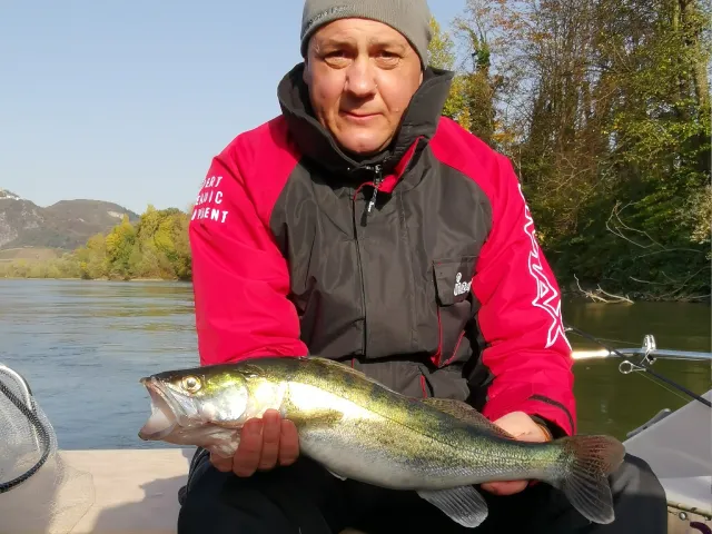 Zander