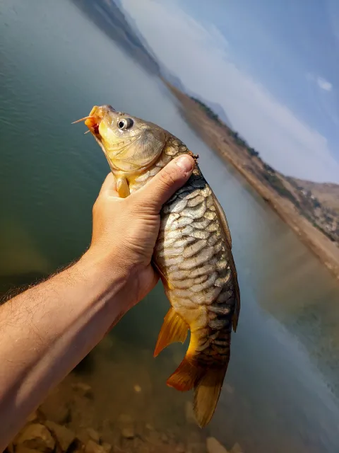 Karpfen