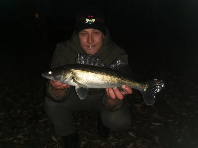Zander