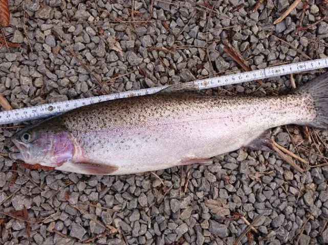 Regenbogenforelle