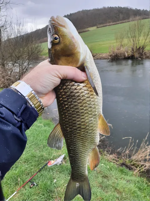 Döbel