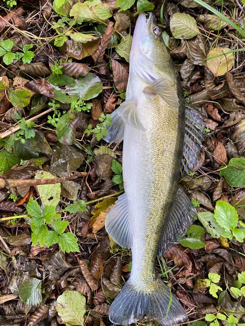 Zander