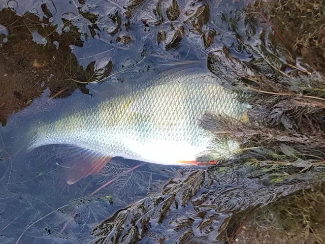 Flussbarsch