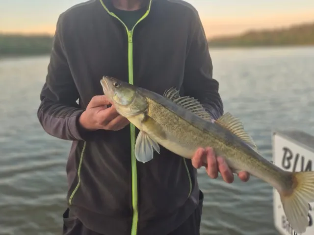 Zander