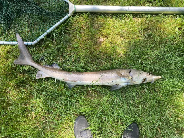 Stör