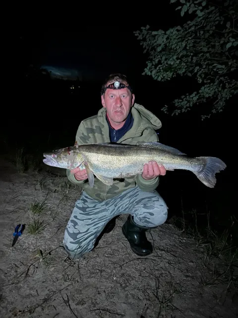 Zander