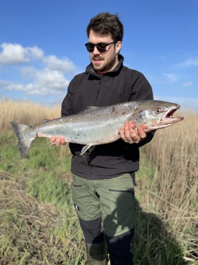 Lachs