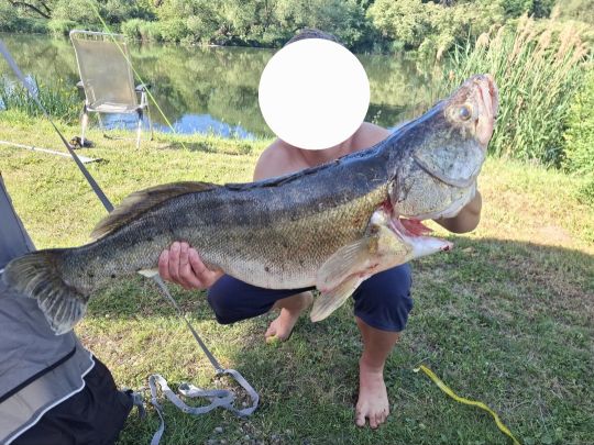 Zander