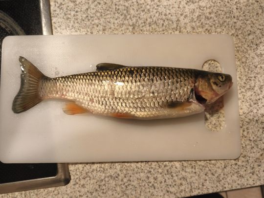 Döbel