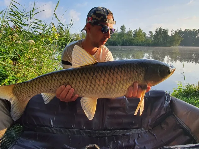 Graskarpfen