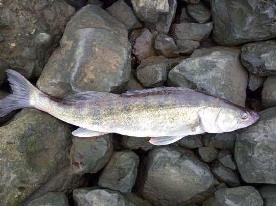 Zander