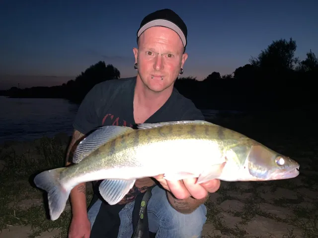 Zander