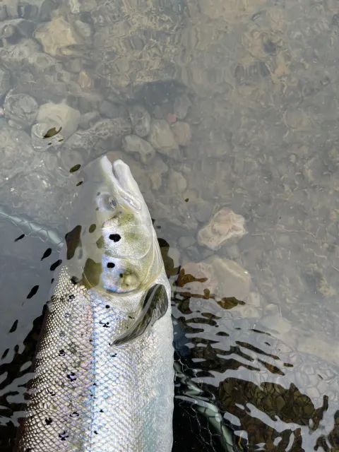 Lachs