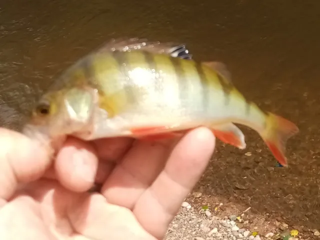 Flussbarsch