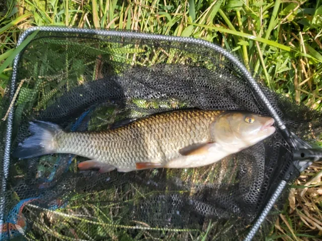 Döbel