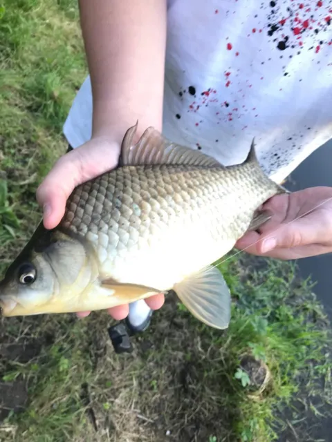 Karausche