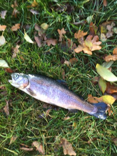 Angelhof Weseloh  ALLE ANGELN