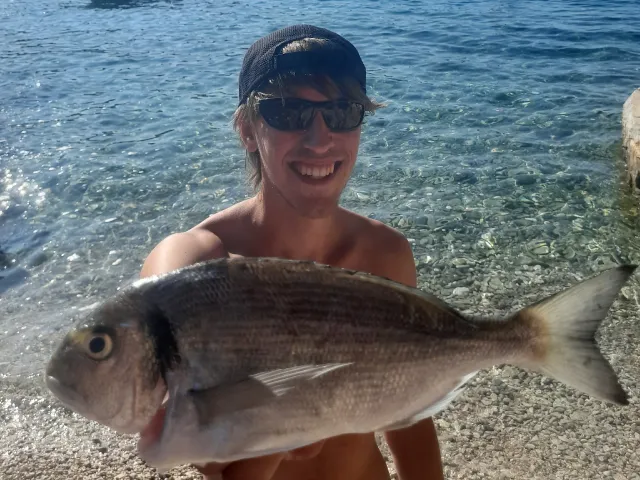 Dorade
