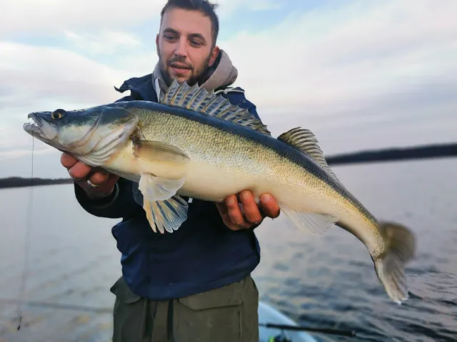 Zander