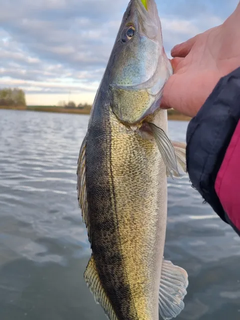 Zander