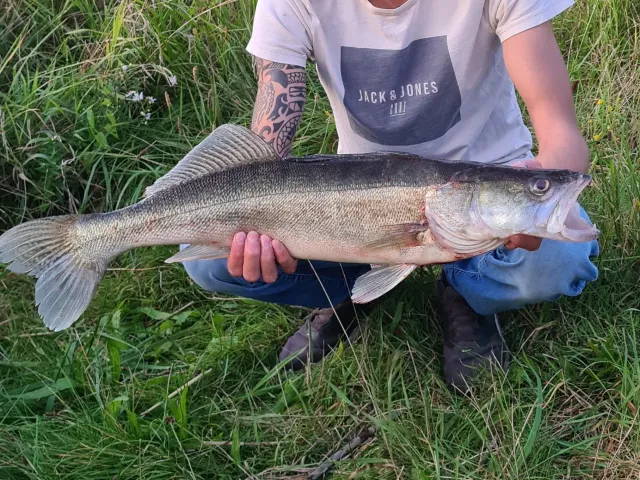 Zander