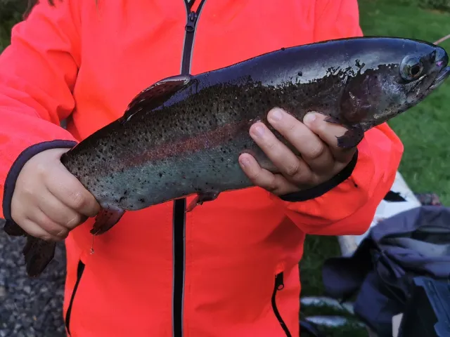 Regenbogenforelle