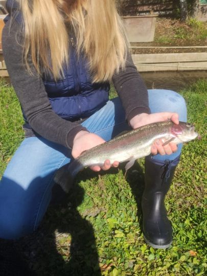 Regenbogenforelle