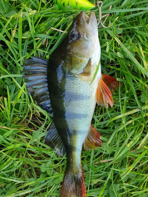 Flussbarsch