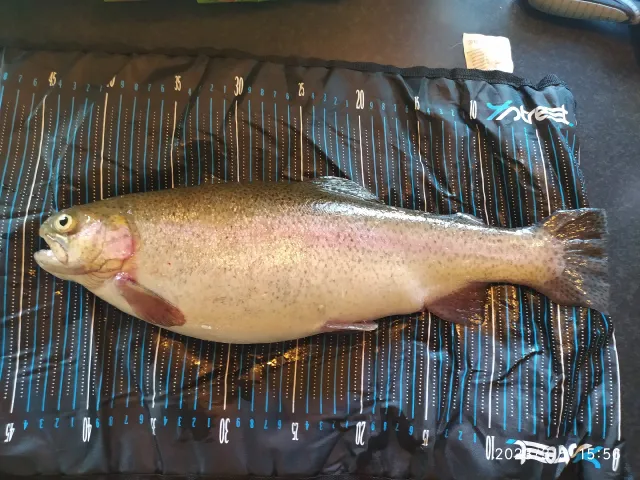 Regenbogenforelle