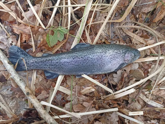 Regenbogenforelle